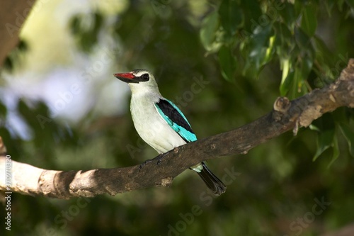 Obraz na plátne Woodland Kingfisher, halcyon senegalensis, Adult standing on Branch, Kenya