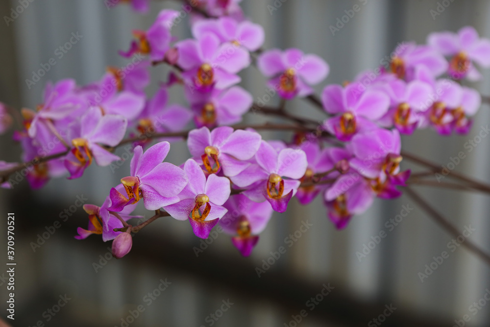 Obraz premium Closeup of a purple orchid