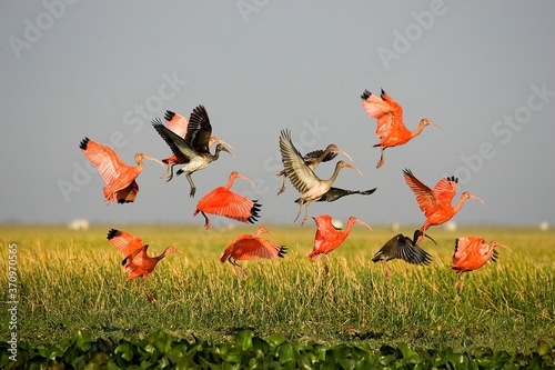 Scarlet Ibis, eudocimus ruber, Group in Flight above Swamp, Los Lianos in Venezuela photo