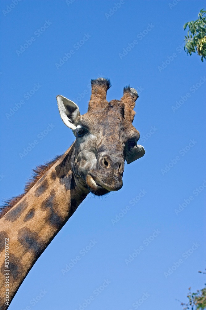 Fototapeta premium Rothschild's Giraffe, giraffa camelopardalis rothschildi, Portrait of Adult, Masai Mara Park in Kenya