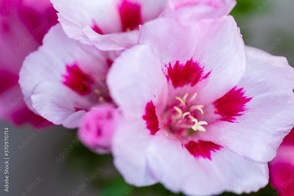 Godetia, Clarkia amoena, Farewell to Spring Godetia, Clarkia amoena, Farewell to Spring