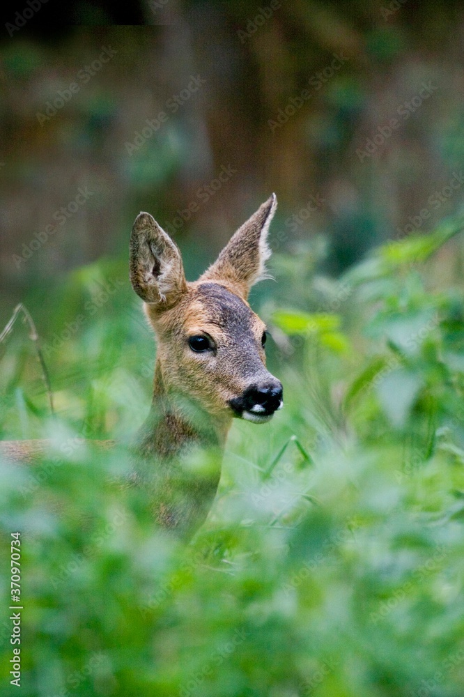 Fototapeta premium Roe Deer, capreolus capreolus, Female standing in Long Grass, Normandy