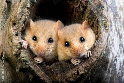 Common Dormouse, muscardinus avellanarius, Pair standing at Nest Entrance, Normandy