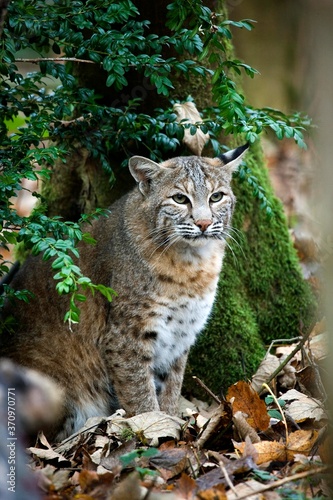 European Lynx or Eurasian Lynx, felis lynx, Adult standing on Dried Leaves © slowmotiongli