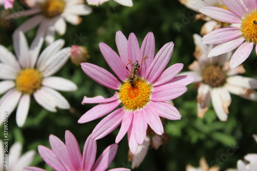 pink flower spider