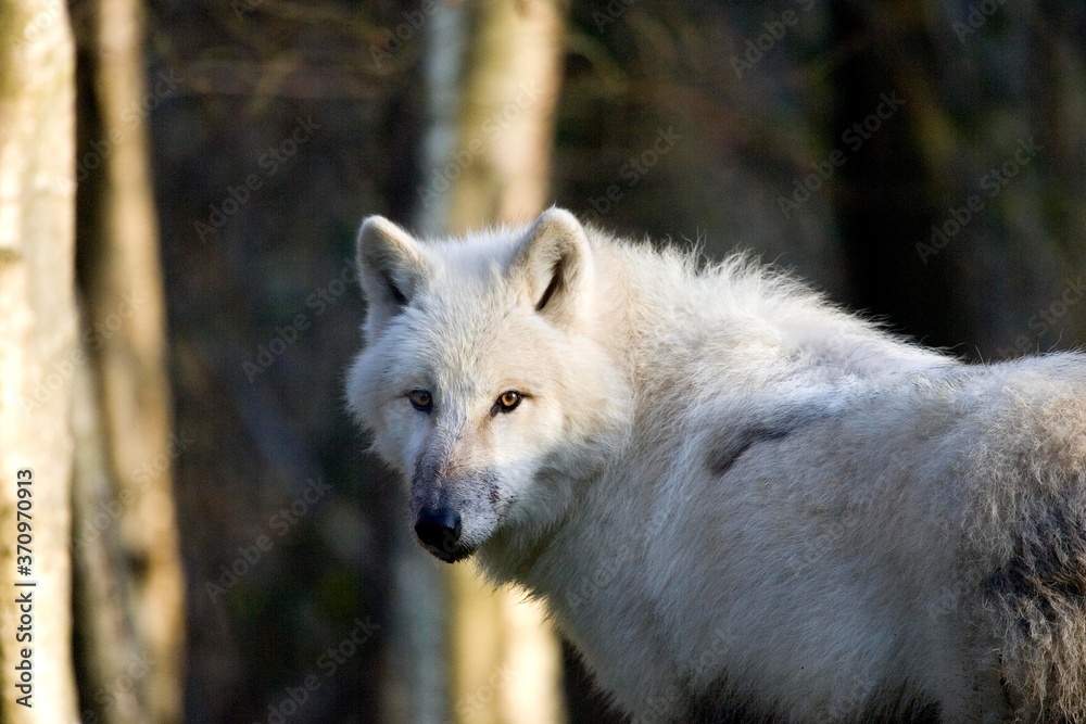 Obraz premium Arctic Wolf, canis lupus tundrarum, Adult