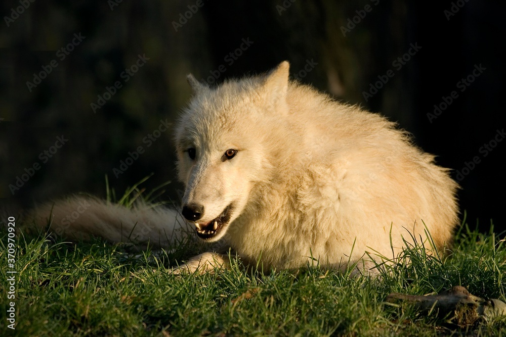 Arctic Wolf, canis lupus tundrarum, Adult laying on Grass Arctic Wolf, canis lupus tundrarum, Adult laying on Grass