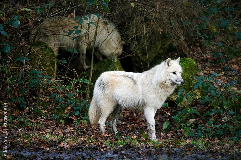 Arctic Wolf, canis lupus tundrarum, Adults Arctic Wolf, canis lupus tundrarum, Adults