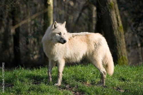 Arctic Wolf, canis lupus tundrarum, Adult standing on Grass © slowmotiongli