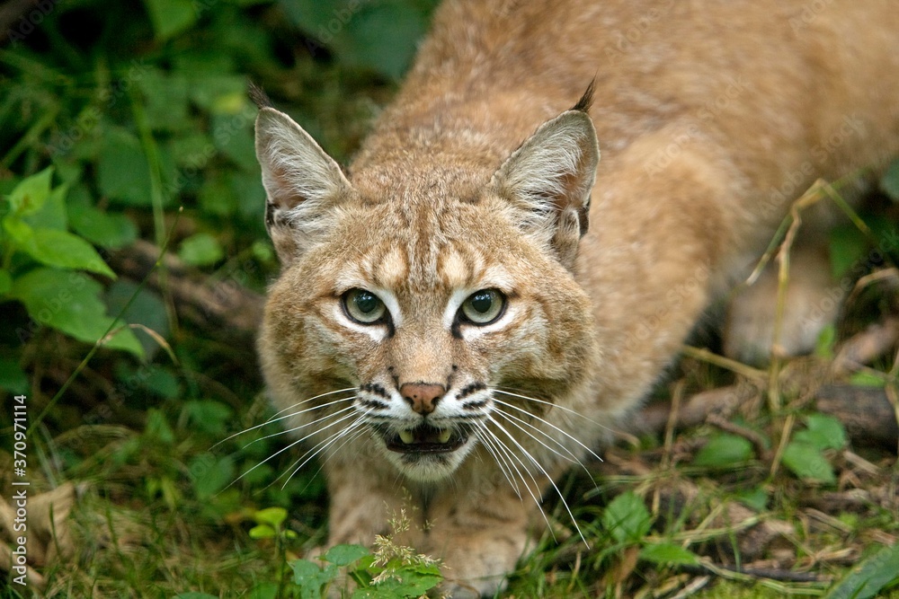 European Lynx or Eurasian Lynx, felis lynx, Adult read to Jump European Lynx or Eurasian Lynx, felis lynx, Adult read to Jump