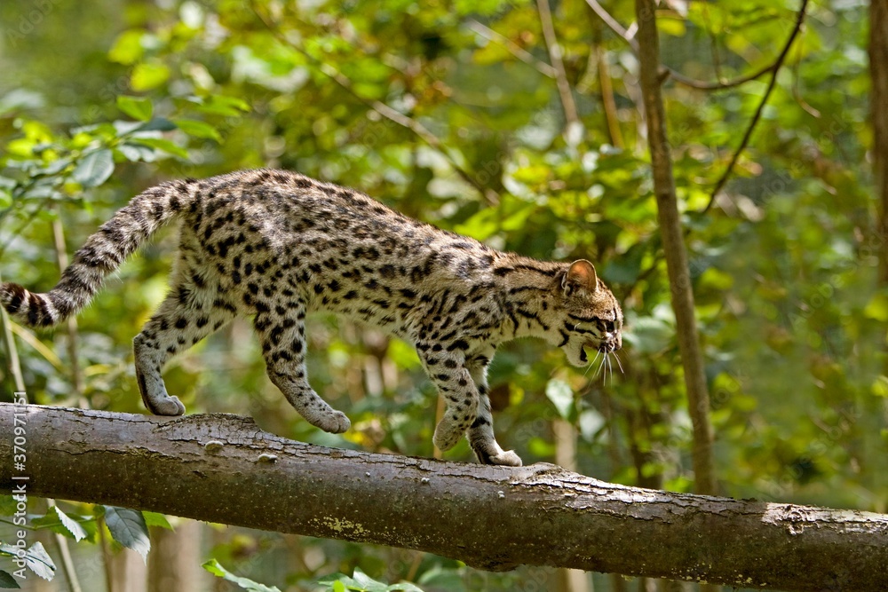 Obraz premium Tiger Cat or Oncilla, leopardus tigrinus, Adult standing on Branch