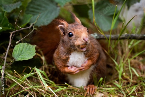 Red Squirrel, sciurus vulgaris, Adult whith Hazelnut in its Mouth, Normandy