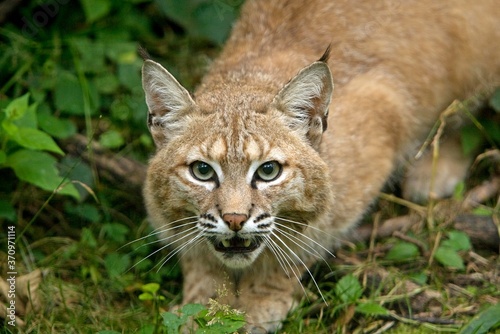 European Lynx or Eurasian Lynx, felis lynx, Adult read to Jump