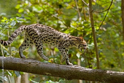 Tiger Cat or Oncilla, leopardus tigrinus, Adult standing on Branch
