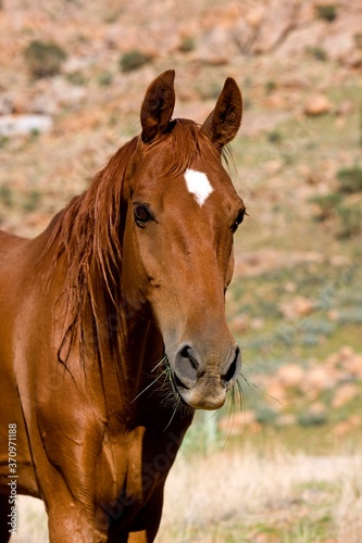 American Saddlebred Horse, Portrait