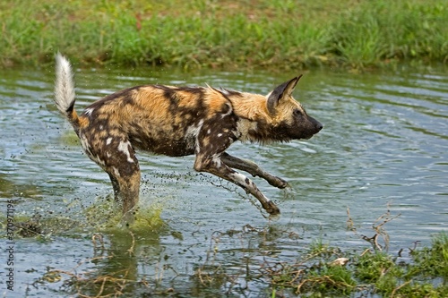 African Wild Dog, lycaon pictus, Adult standing in Water Hole, Namibia