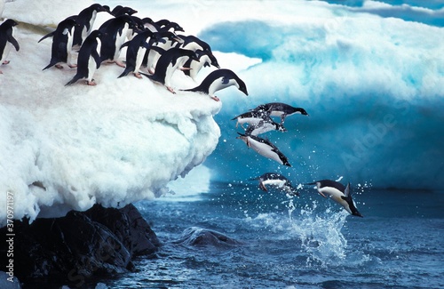 Leinwand Poster Adelie Penguin, pygoscelis adeliae, Group Leaping into Ocean, Paulet Island in A