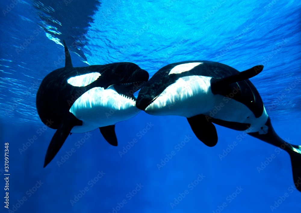 Obraz premium Killer Whale, orcinus orca, Adults