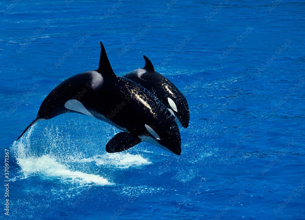 Fototapeta premium Orcinus orca, samica z łamaniem łydek