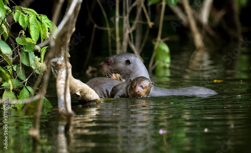 Giant Otter, pteronura brasiliensis, Adult and young standing in Madre de Dios River, Manu Parc in Peru © slowmotiongli