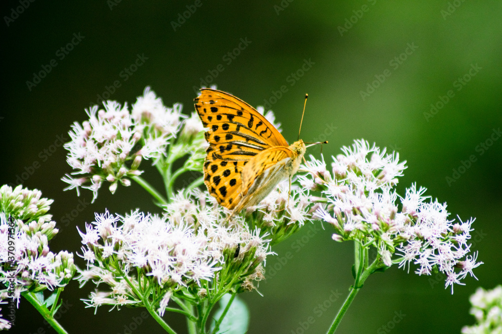 Obraz premium butterfly on flower