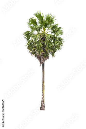 Sugar palm tree isolated on white © gamjai