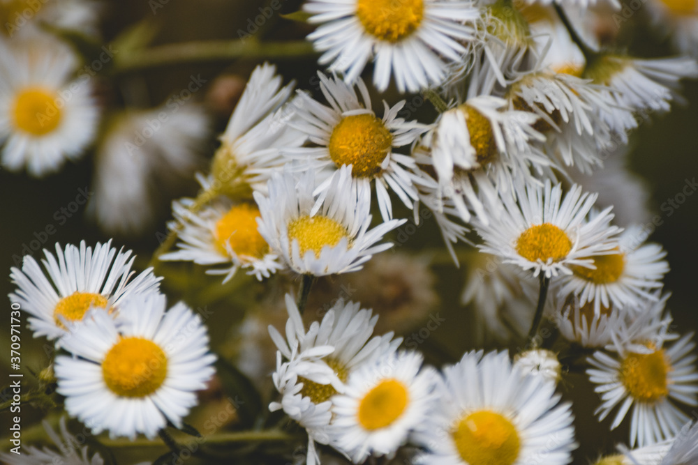 daisies in a field daisies in a field