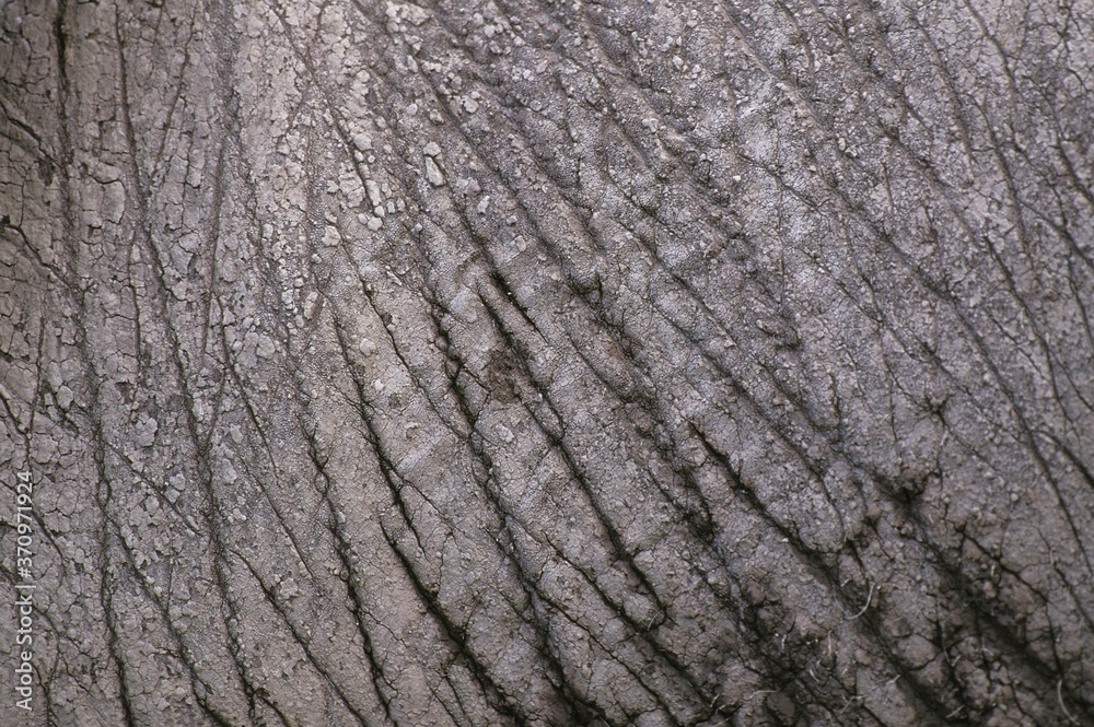 African Elephant, loxodonta africana, Close Up of Skin, Masai Mara Park in Kenya African Elephant, loxodonta africana, Close Up of Skin, Masai Mara Park in Kenya