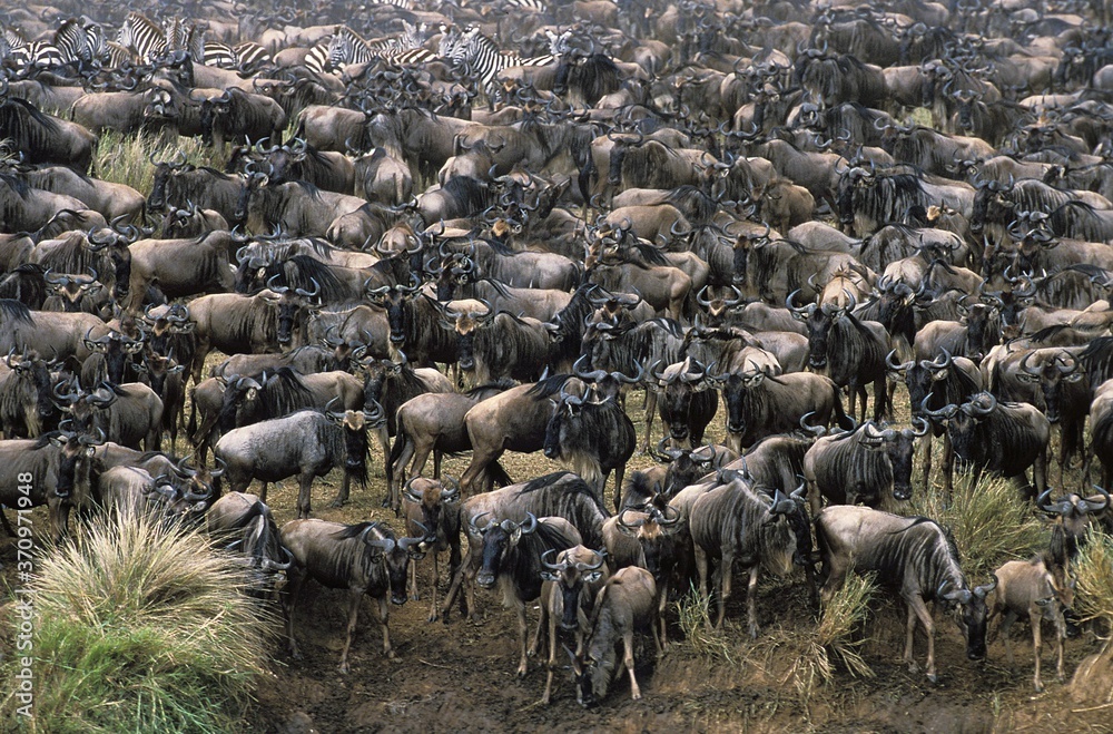 Blue Wildebeest, connochaetes taurinus, Herd ready for crossing Mara River during Migration, Masai Mara Park in Kenya Blue Wildebeest, connochaetes taurinus, Herd ready for crossing Mara River during Migration, Masai Mara Park in Kenya