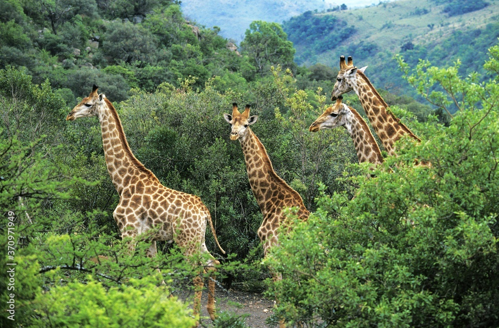 Fototapeta premium Rothschild's Giraffe, giraffa camelopardalis rothschildi, Herd emerging from Bush, Nakuru park in Kenya