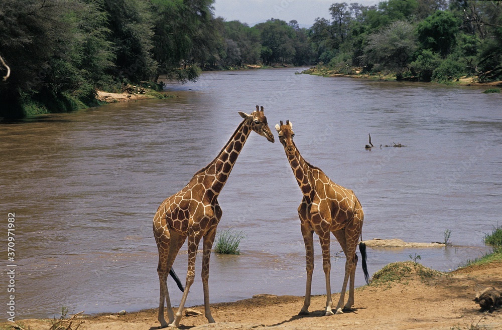 Fototapeta premium Reticulated Giraffe, giraffa camelopardalis reticulata, Adults standing near River, Samburu Park in Kenya