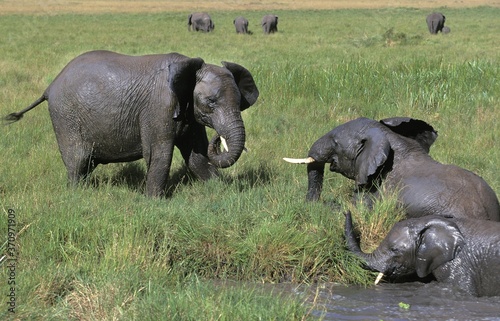 African Elephant  loxodonta africana  Group having Bath  Masai Mara Park in Kenya