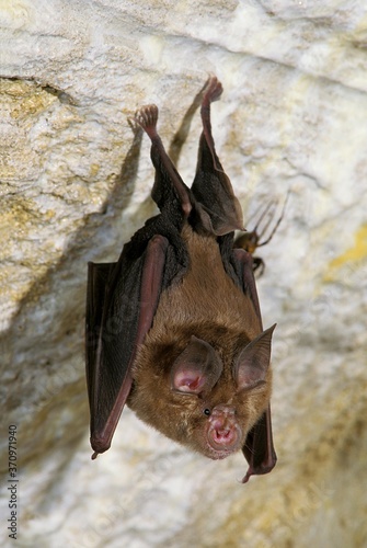 Great Horseshoe Bat, rhinolophus ferrumequinum, Adult hanging in Cave photo