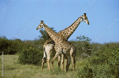 Fototapeta Naklejka Na Ścianę i Meble -  Masai Giraffe, giraffa camelopardalis tippelskirchi, Adults in the Bush, Kenya