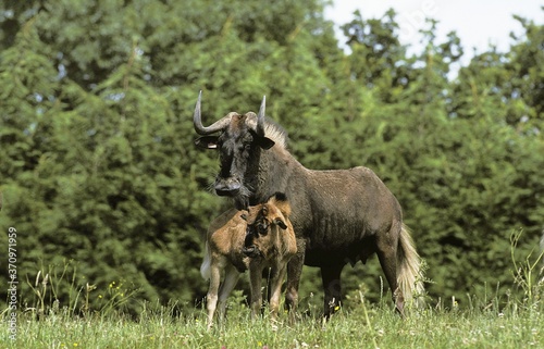Blacke Wildebeest, connochaetes gnou, Female with Calf © slowmotiongli