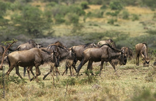 Fototapeta Naklejka Na Ścianę i Meble -  Blue Wildebeest, connochaetes taurinus, Herd during Migration, Masai Mara Park in Kenya