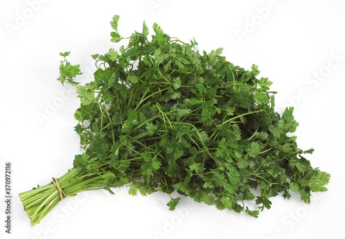 Photos Chervil, anthriscus cerefolium, Aromatic Plant against White Background