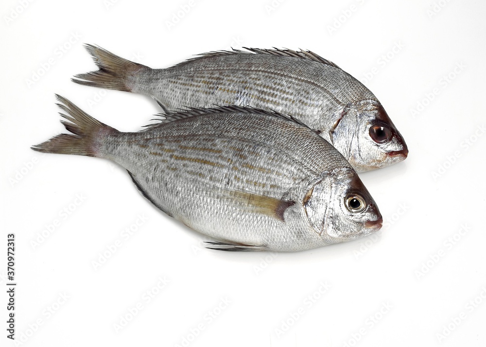 Grey Sea Bream, spondyliosoma cantharus, Fresh Fish against White Background