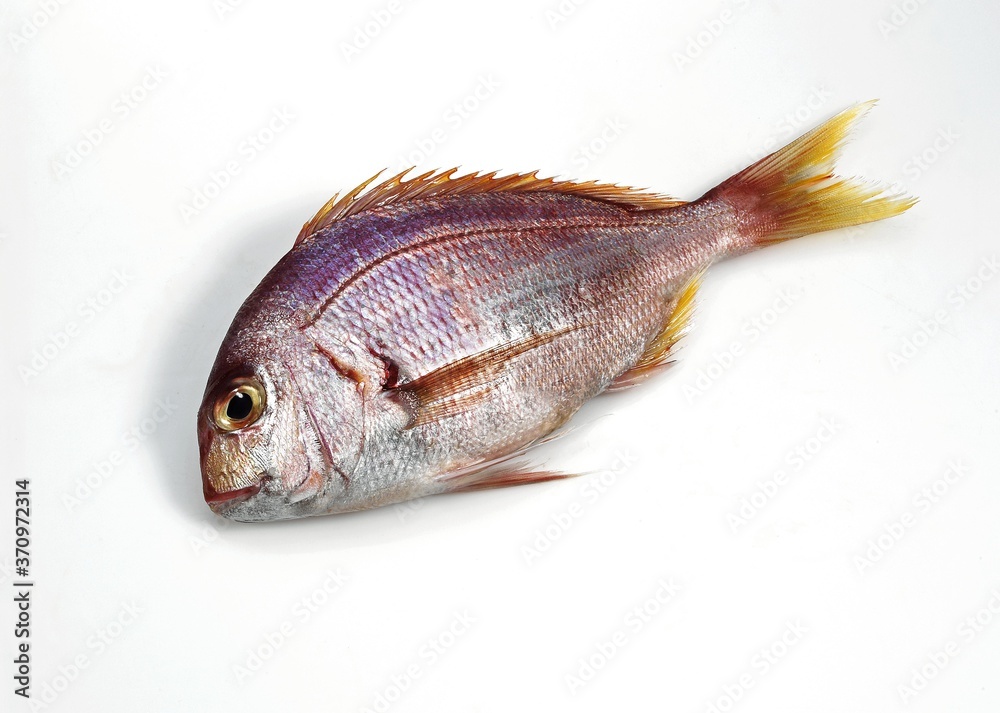 Red Sea Bream, pagellus bogaraveo, Fresh Fish against White Background Red Sea Bream, pagellus bogaraveo, Fresh Fish against White Background