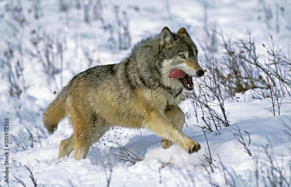 Fototapeta premium North American Grey Wolf, canis lupus occidentalis, Adult running on Snow, Canada