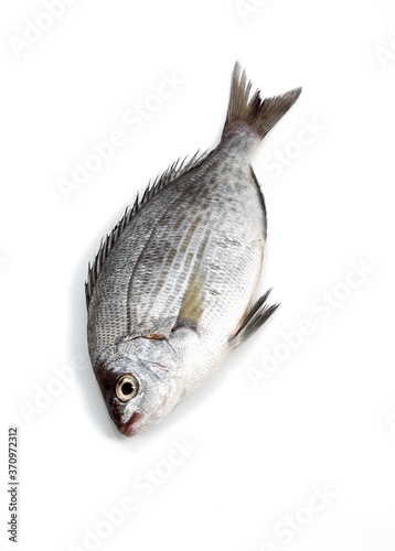 Grey Sea Bream, spondyliosoma cantharus, Fresh Fish against White Background