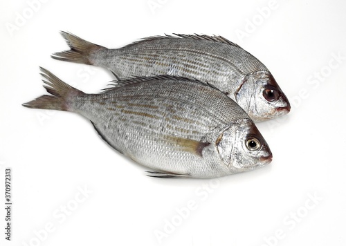 Grey Sea Bream, spondyliosoma cantharus, Fresh Fish against White Background