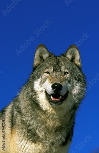 North American Grey Wolf  canis lupus occidentalis  Portrait of Adult against Blue Sky  Canada