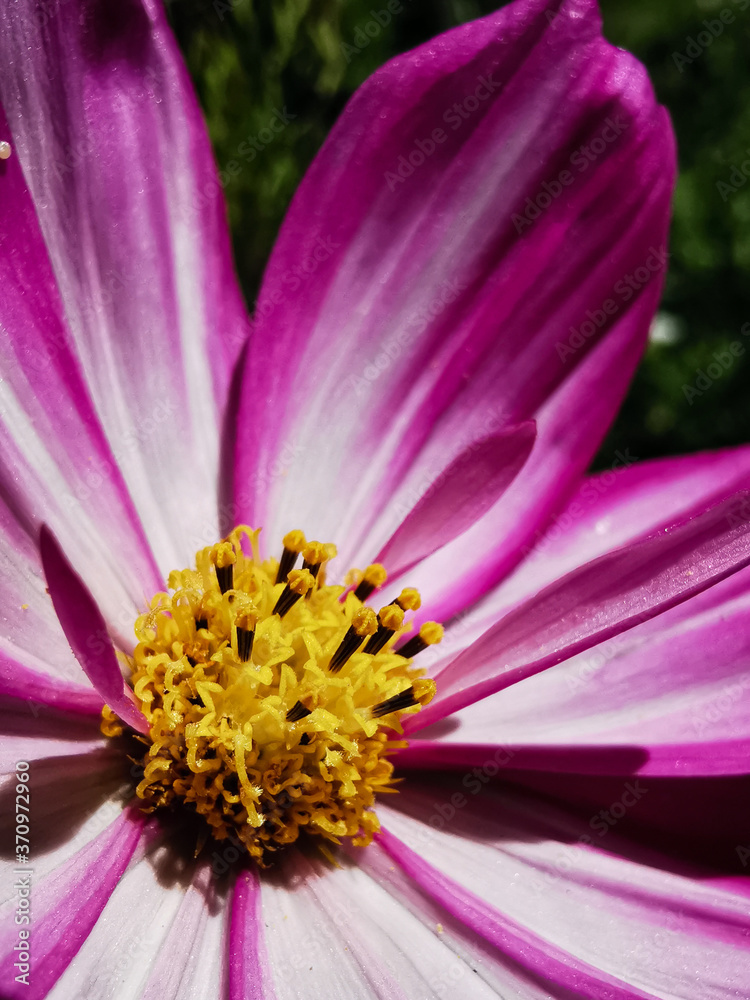 Summer in the Garden : Pink Cosmos