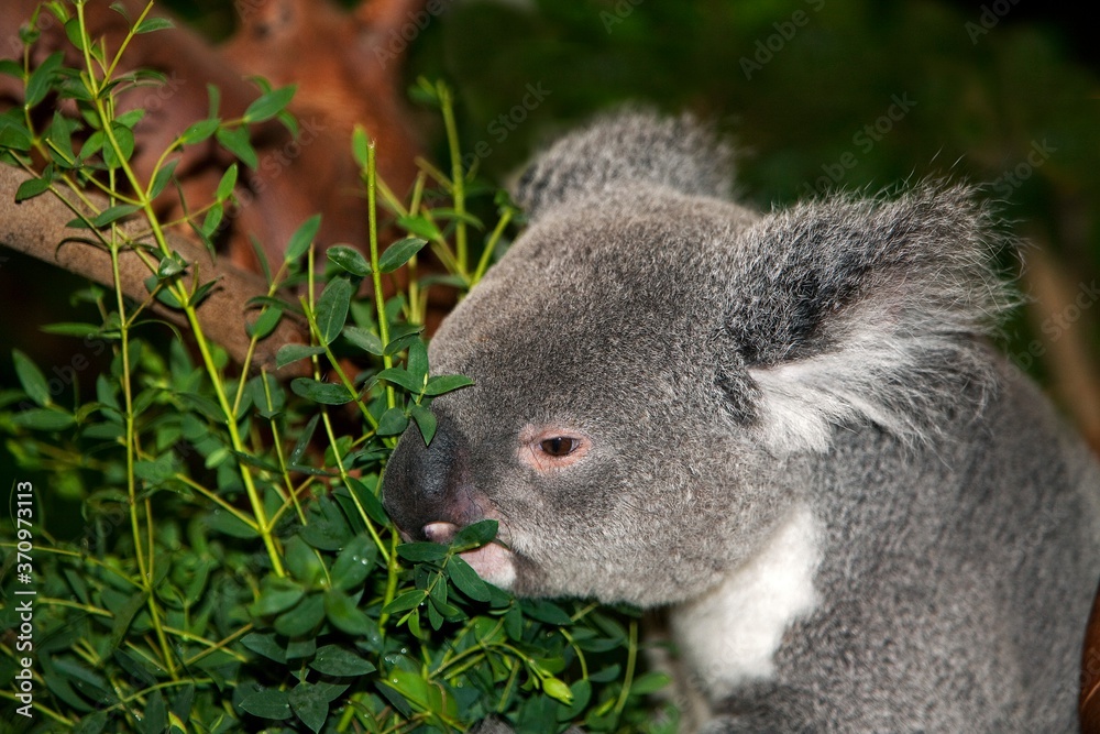 Koala, phascolarctos cinereus, Male eating Eucalyptus Leaves Koala, phascolarctos cinereus, Male eating Eucalyptus Leaves