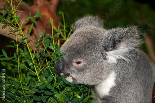 Fototapeta Naklejka Na Ścianę i Meble -  Koala, phascolarctos cinereus, Male eating Eucalyptus Leaves