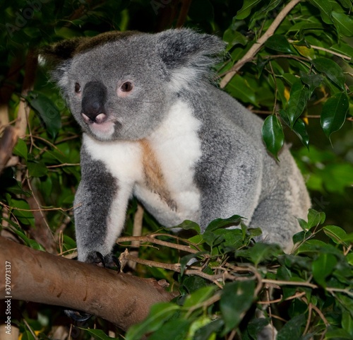 Koala  phascolarctos cinereus  Male standing on Branch