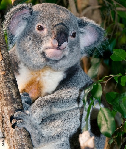 Photography Koala, phascolarctos cinereus, Male standing on Branch