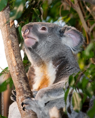 Fototapeta Naklejka Na Ścianę i Meble -  Koala, phascolarctos cinereus, Male standing on Branch