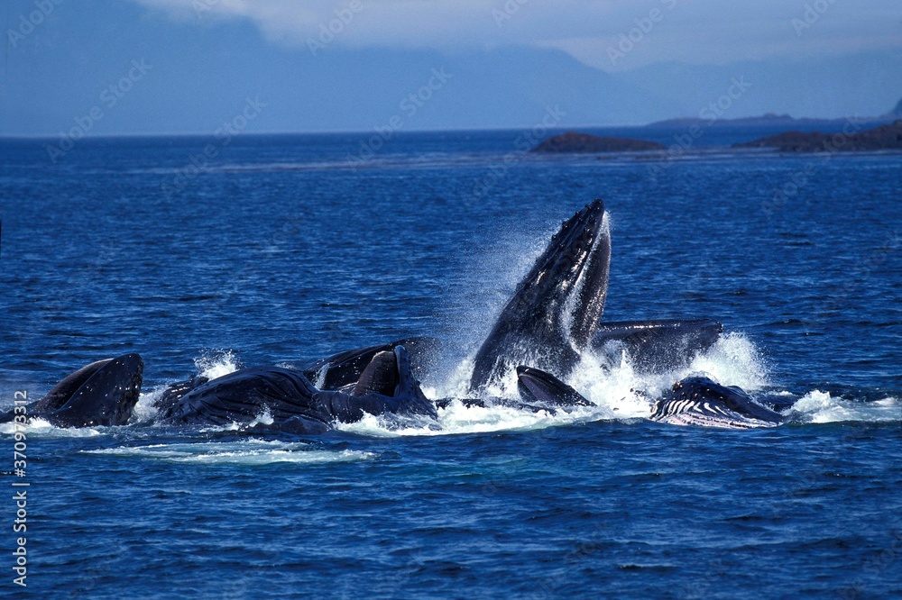 Fototapeta premium Humpack Whale, megaptera novaeangliae, Group Bubble Net Feeding, Open Mouth to Catch Krill, Alaska